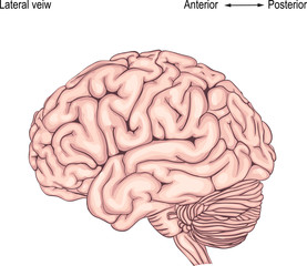 the human brain is. side view. illustration