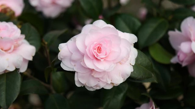 Flowers in spring series: Blossoms of pink camellia in breeze, Camellia japonica, close up view, 4K movie, slow motion.