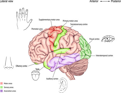 anatomy of the human brain. areas of the cerebral cortex. anatomy of the Central nervous system. the location of the convolutions.