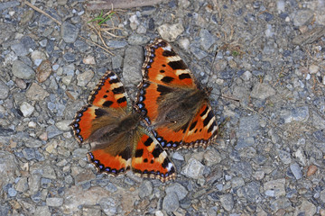 16.06.2018 DE, RLP, Mosel, Leiwen, Dhrontal Kleiner Fuchs , Balz Aglais urticae (LINNAEUS, 1758)