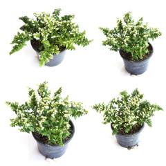 Top view of green house plant isolated on white background