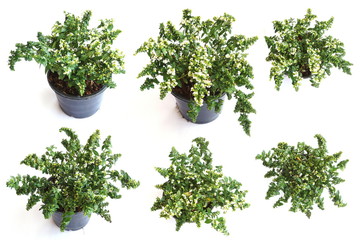 Obraz premium Top view of green house plant isolated on white background