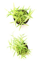 Green House Plant isolated on white background