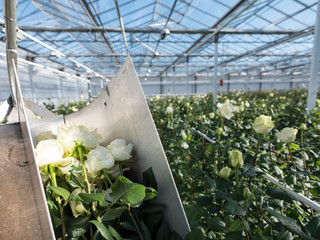 Rose Picking Greenhouse Full White