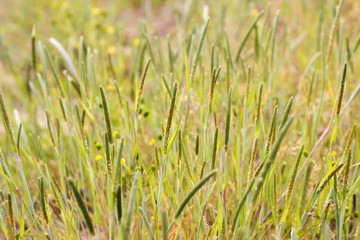 スズメノテッポウ