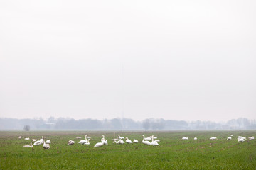 flock of swans on overcast day in dutch meadow near utrecht in holland