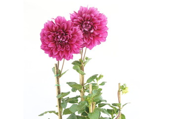 Pink Dahlia Flowers blooming with gree leave isolated on white background