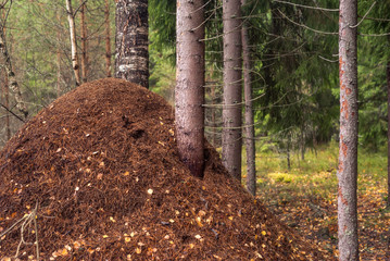 Big anthill in the woods. 