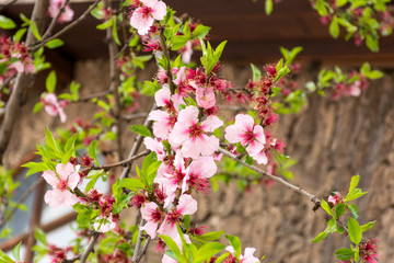 cherry blossom branches in spring, delicate rose petals