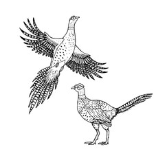 Hand drawn pheasant. Linear style. Vector line drawing