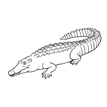 Hand drawn crocodile. Linear style. Vector line drawing