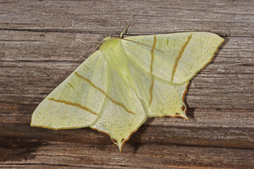 16.06.2018 DE, RLP, Mosel, Leiwen, Dhrontal Nachtschwalbenschwanz, Holunderspanner Ourapteryx sambucaria (LINNAEUS, 1758)