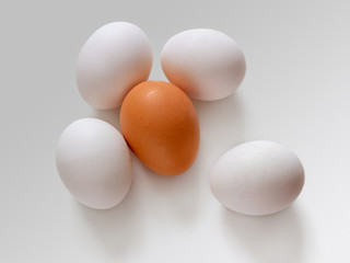 Chicken eggs on a light table