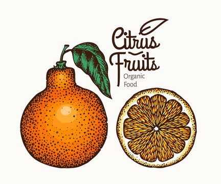 Tangelo Fruit Illustration. Hand Drawn Vector Orange Illustration. Engraved Style Fruit. Vintage Citrus Illustration.