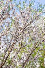Flowering almond tree close up in spring garden