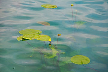 Flowers blooming in the water