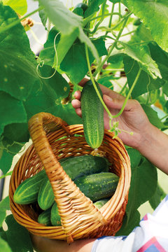 Basket with  cucumbers,  in the hands of a farmer background of nature.