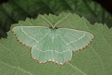 16.06.2018 DE, RLP, Mosel, Leiwen, Dhrontal Magerrasen-Grnspanner Thalera fimbrialis (SCOPOLI, 1763)