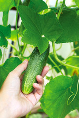 Basket with  cucumbers,  in the hands of a farmer background of nature.