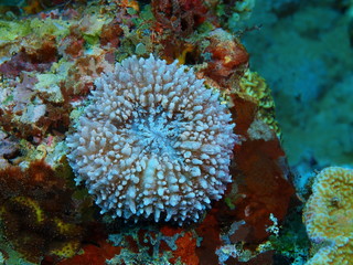 Naklejka na ściany i meble The amazing and mysterious underwater world of Indonesia, North Sulawesi, Bunaken Island, stone coral