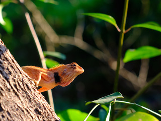 Little Iguana on a rainforest tree closeup photo
