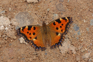 16.06.2018 DE, RLP, Mosel, Leiwen, Dhrontal Groáer Fuchs Nymphalis polychloros (LINNAEUS, 1758)
