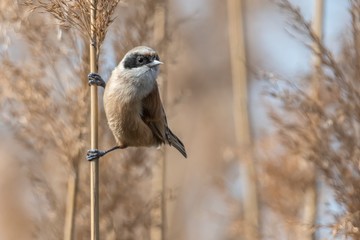 remiz pendulinus pendulum bird on reed