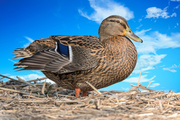 duck in the farm