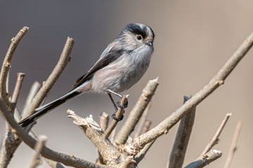 long tailed tit bird on tree