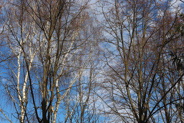 Trees without leaves look beautiful against a blue spring sky with clouds