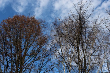 Fototapeta premium Trees without leaves look beautiful against a blue spring sky with clouds