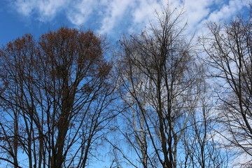 Trees without leaves look beautiful against a blue spring sky with clouds