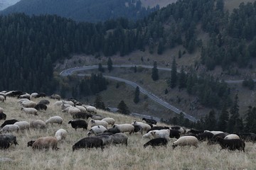herd of sheep in green meadow. artvin/turkey