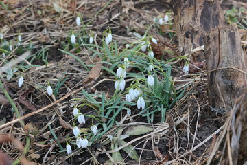  The first spring flowers - snowdrops bloomed in the forest