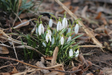  The first spring flowers - snowdrops bloomed in the forest