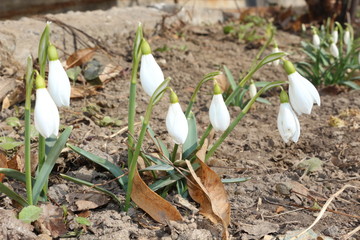  The first spring flowers - snowdrops bloomed in the forest