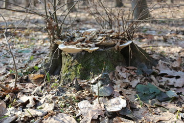 White tree fungus grows on a stump in the spring forest