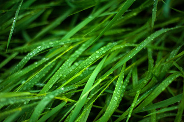 Fresh green grass with dew drops close up. Water drops on the fresh grass after rain. Light morning...
