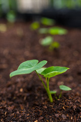 Seedlings are growing from the fertile soil