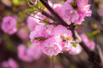 Obraz premium Blossoming of almond pink flowers in spring time, natural seasonal floral background with copyspace