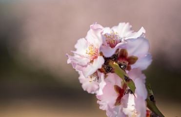 Close-up photo of pink white almond tree flowers