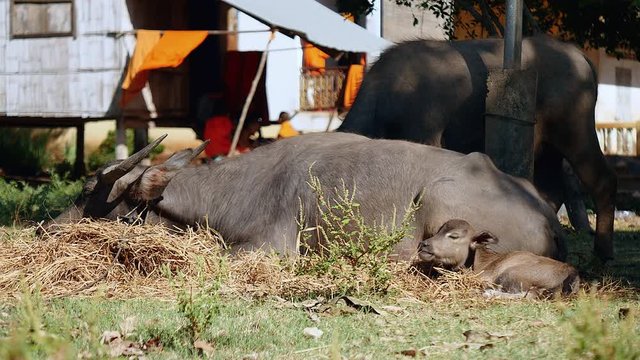 water buffalo lied down grazing in a field and buffalo calf getting the sun on the side