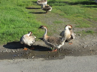family of geese