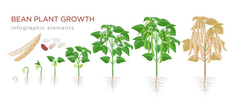 Bean Plant Growth Stages Infographic Elements In Flat Design. Planting Process Of Beans From Seeds Sprout To Ripe Vegetable, Plant Life Cycle Isolated On White Background, Vector Stock Illustration.