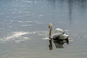 White swan in water