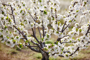 Cherry blossom in Jerte Valley, Caceres. Spring in Spain.