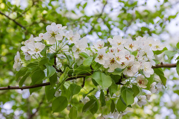 Branch of flowering pear on a blurred background