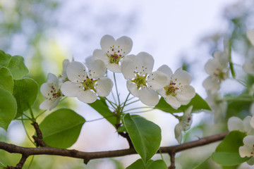 Branch of flowering pear close-up on a blurred background