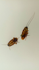 Cockroach isolated on white background.