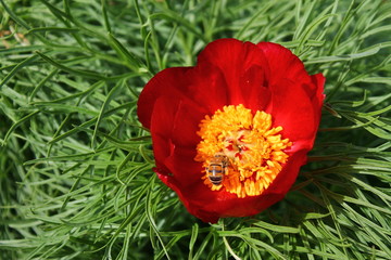 Abeja recolectando polen de una peonia silvestre
